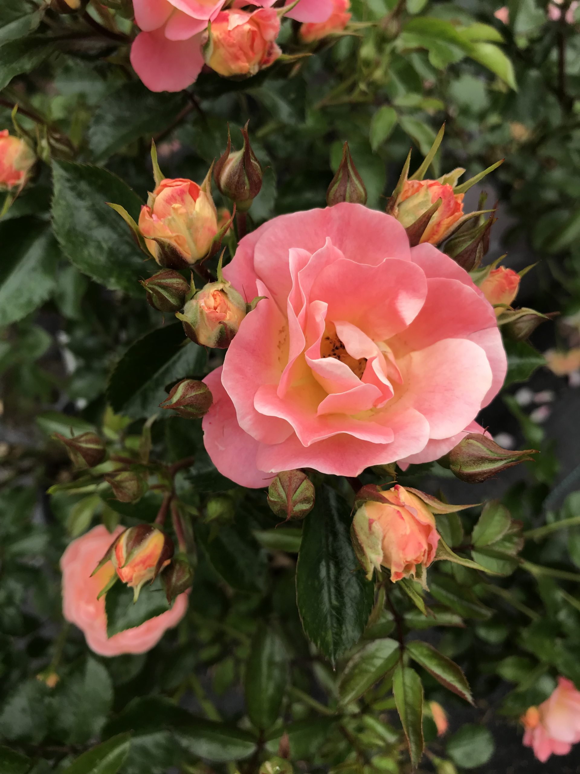 Peach Drift rose