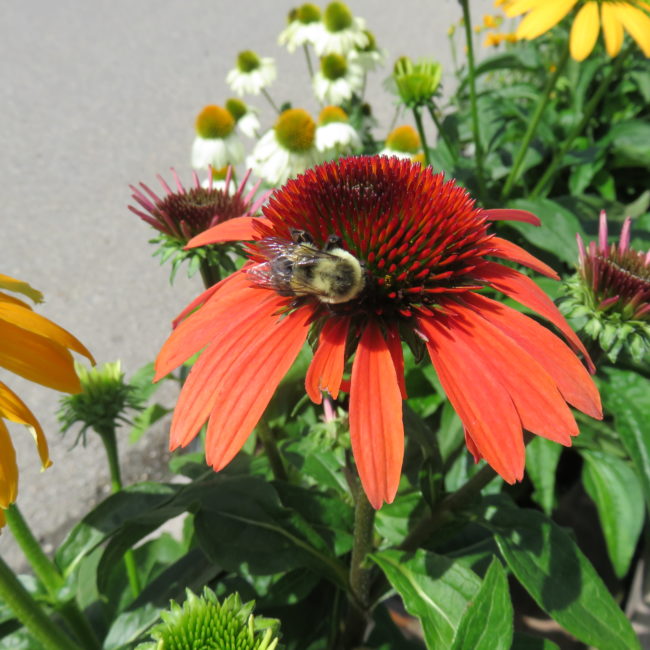 Echinacea with bee Moramarco