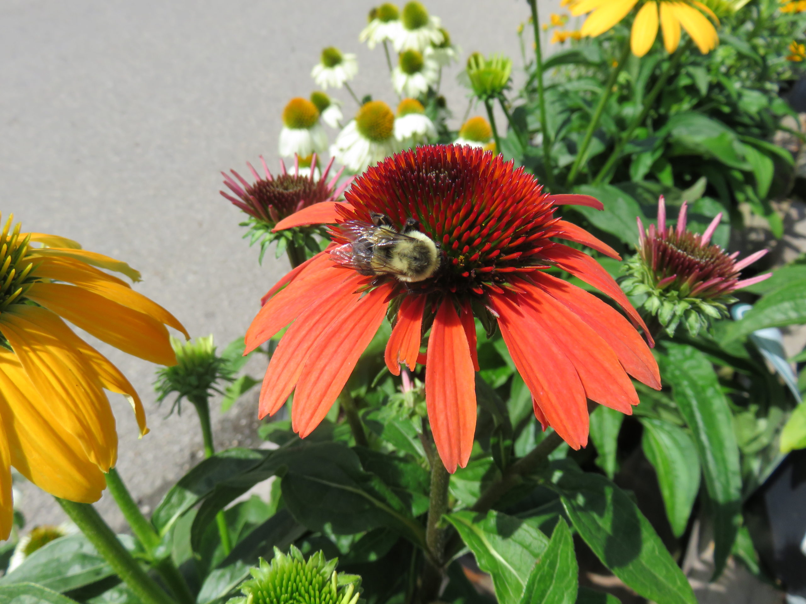 Echinacea with bee Moramarco