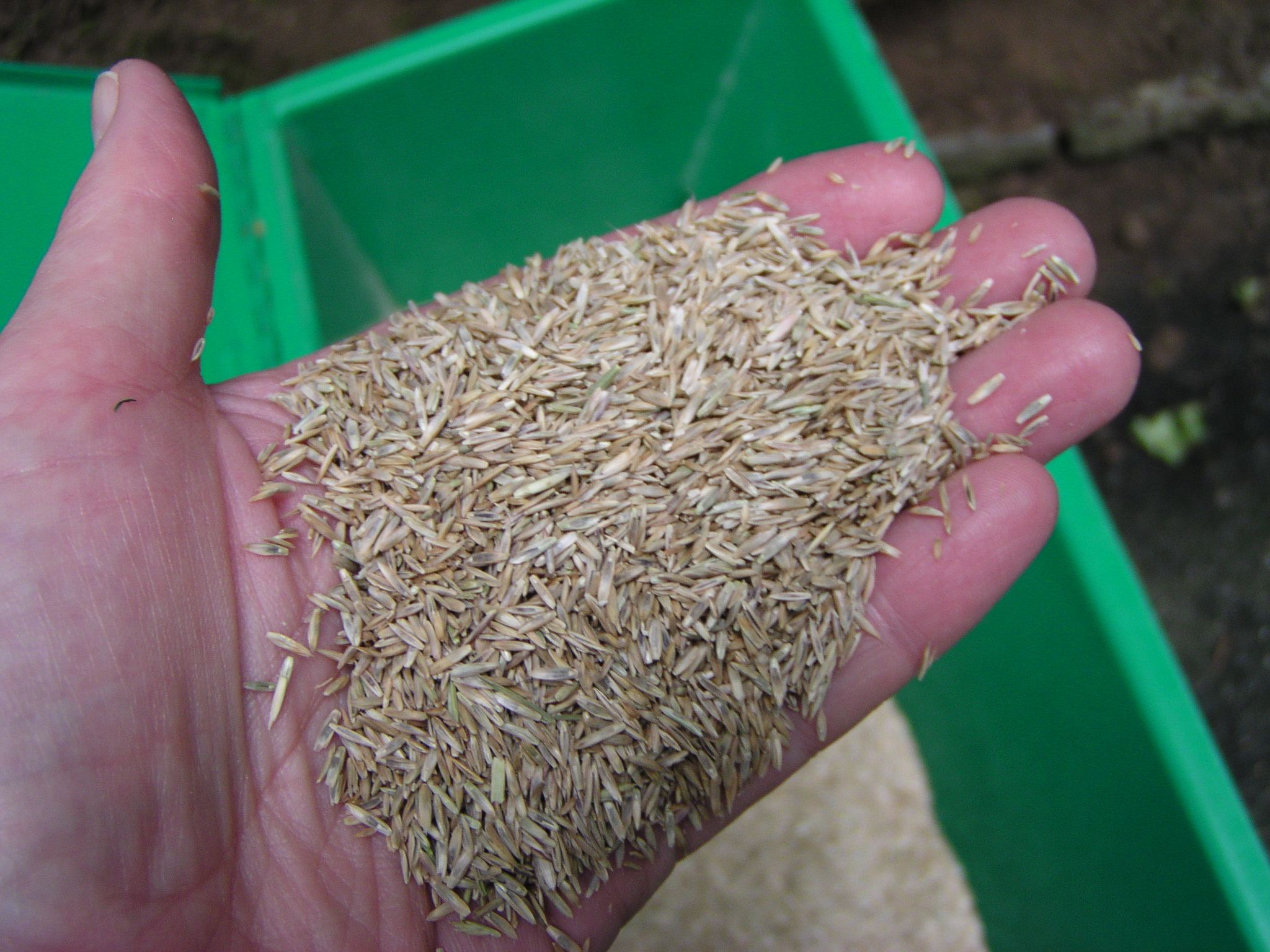 Forage grass seeds