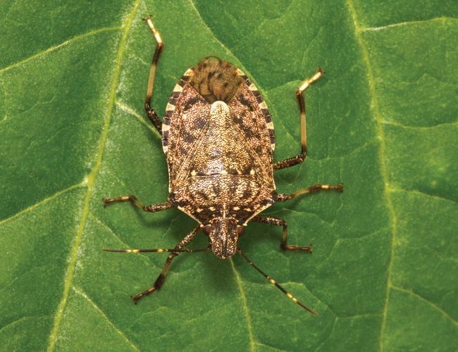 Brown marmorated stink bug