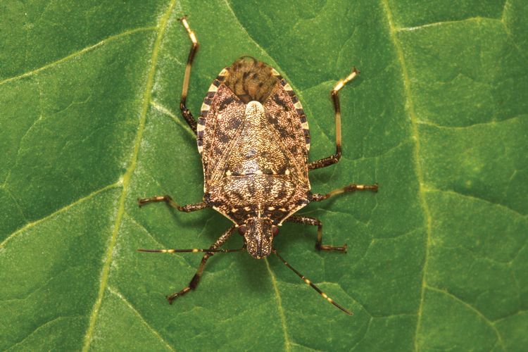 Brown marmorated stink bug