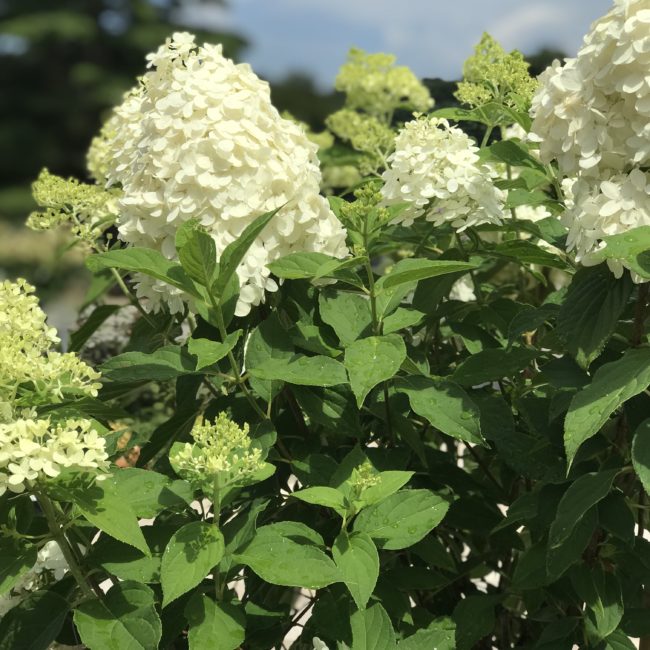 Hydrangea paniculata