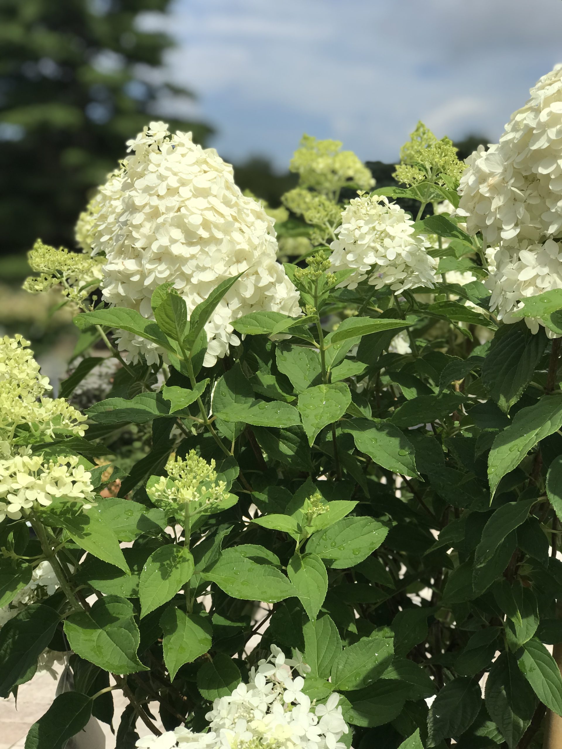 Hydrangea paniculata