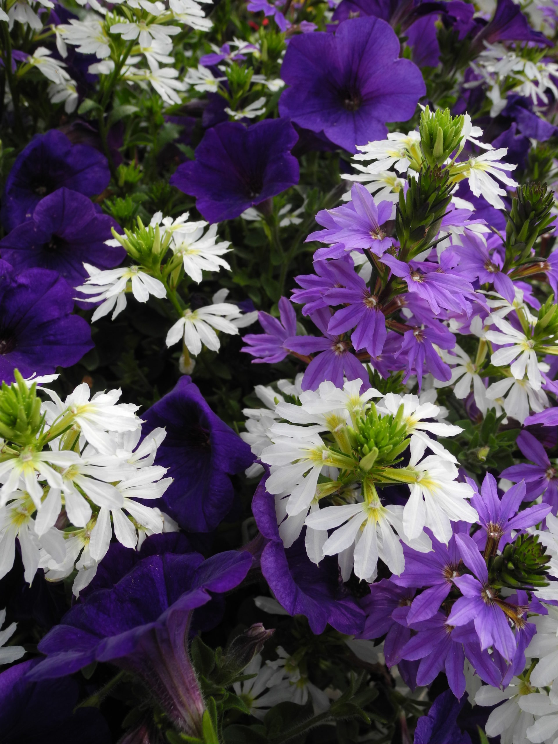 scaveola & wave petunias Moramarco