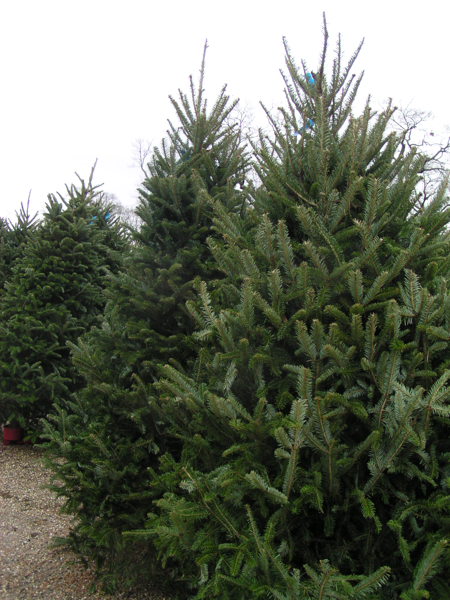 Fraser fir Plant