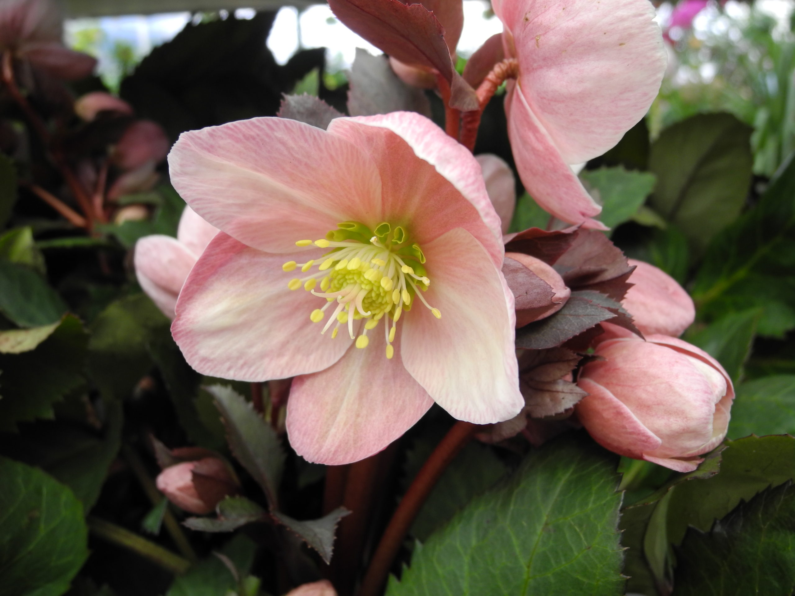 Hellebore Moramarco