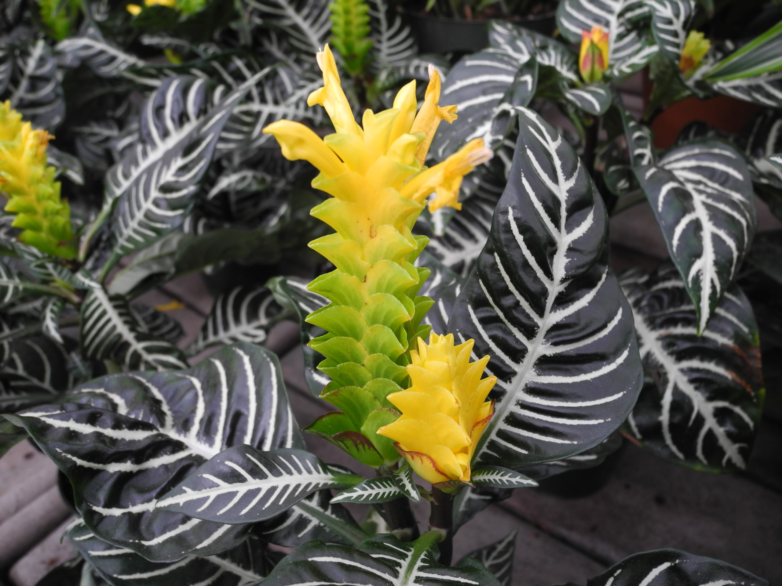 Zebra with leaves and flower