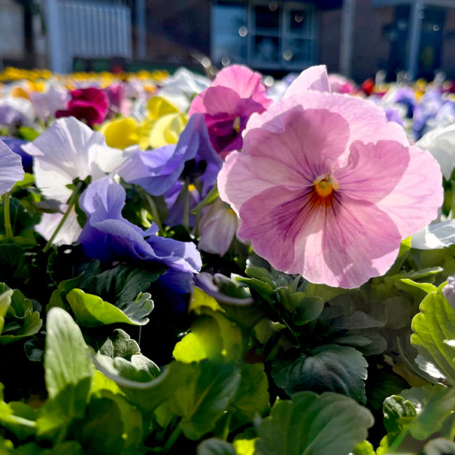 pansies