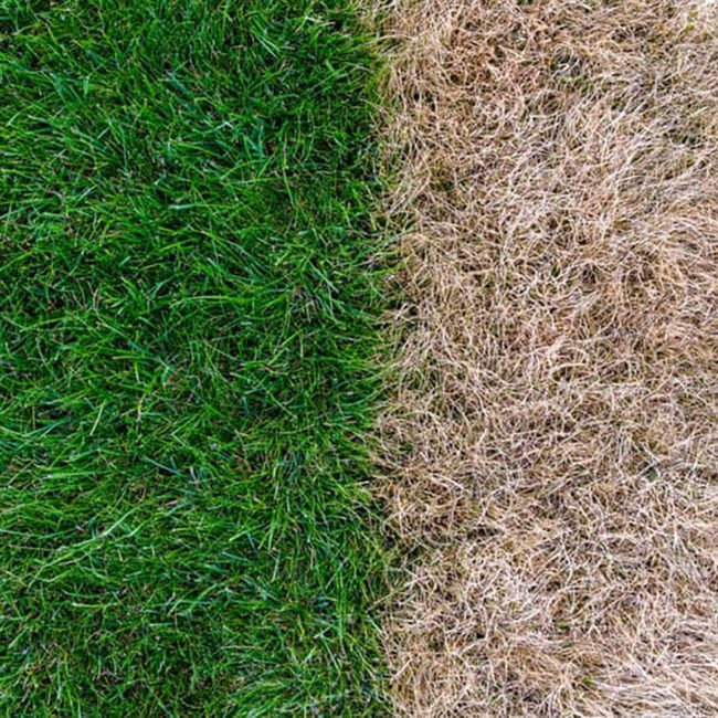 Brown-vs.-Green-Lawn