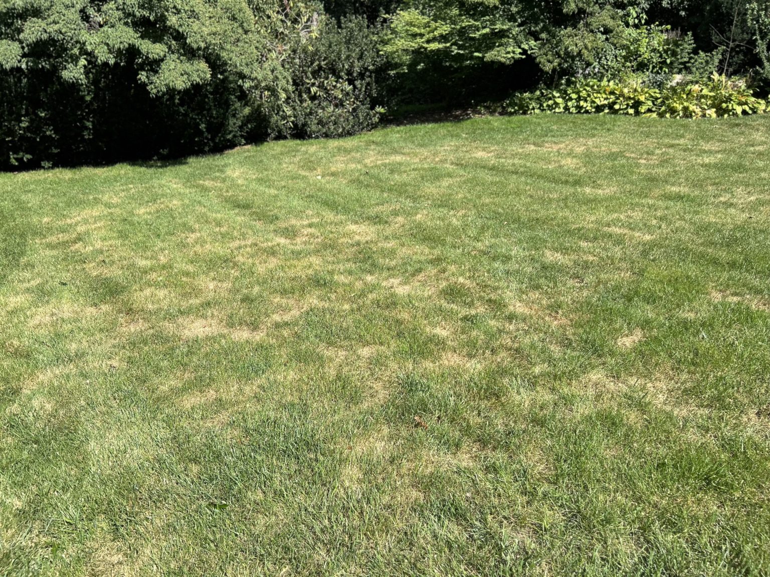 Summer Lawn Spoilers - Heritage Farm & Garden