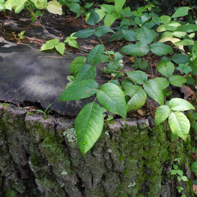 poison ivy on a stump