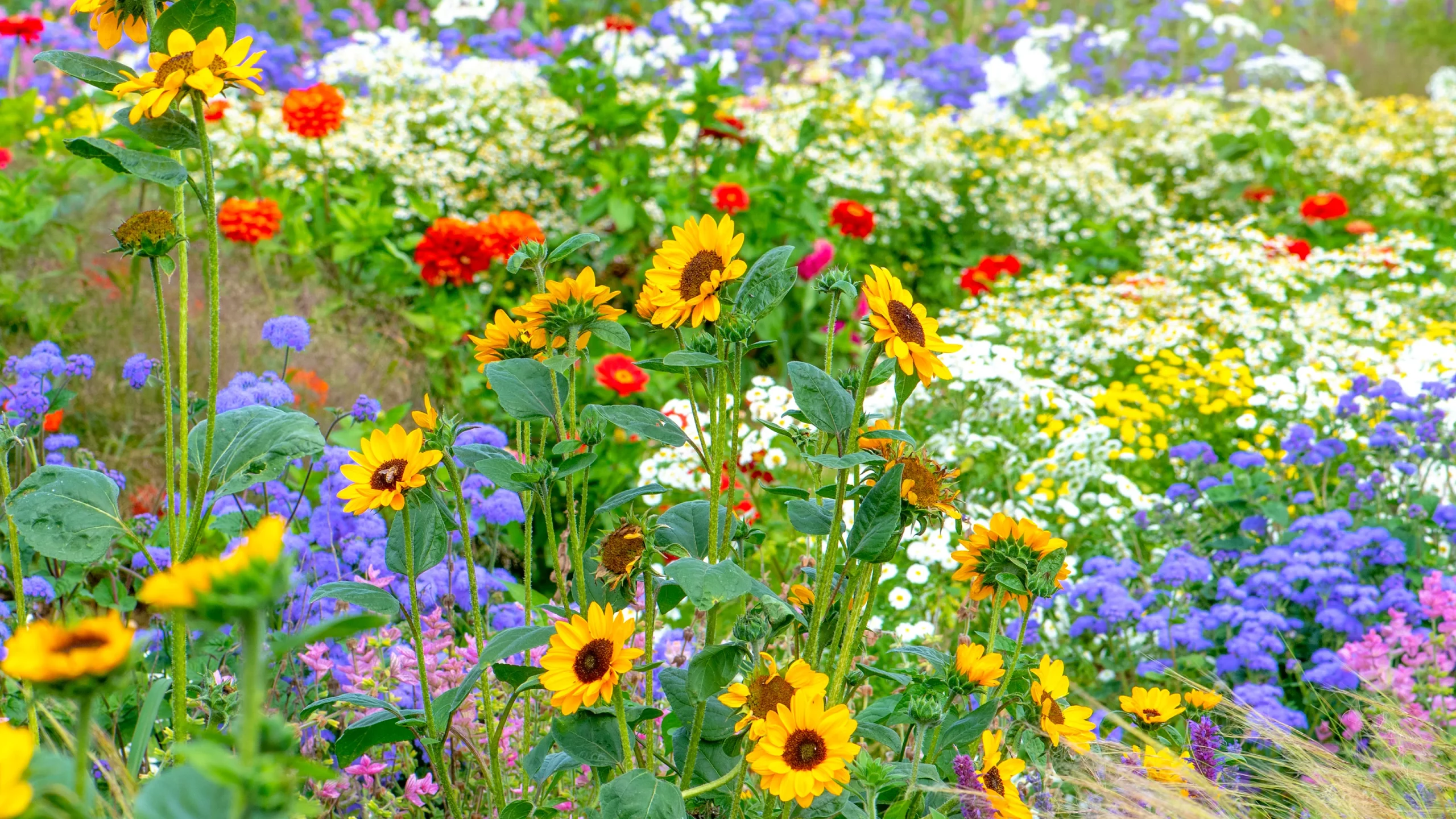 sun flowers