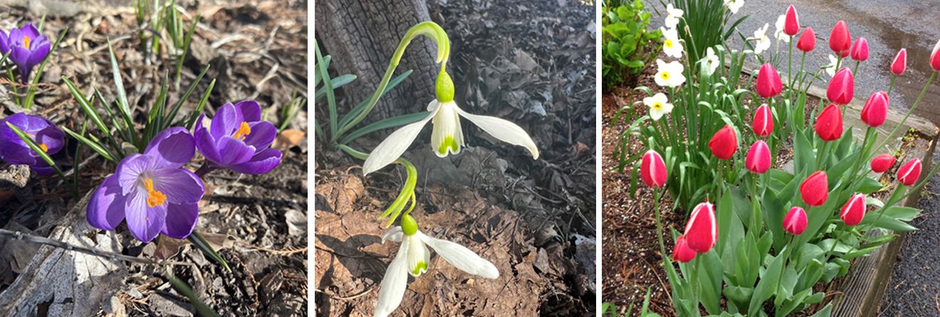 It's Time to Plant Spring Flowering Bulbs! - Heritage Farm & Garden
