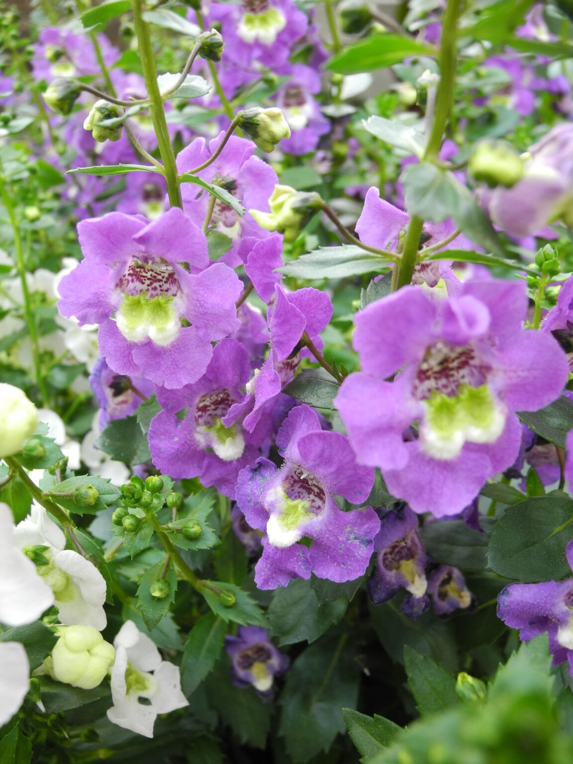 Angelonia An A+ Annual for Long Island Gardens Heritage Farm & Garden